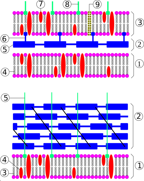 Файл:Bacteria cell wall.svg