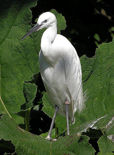 File:Bristol.zoo.little.egret.2.arp.jpg