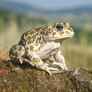 Balearic green toad, by Richard Bartz