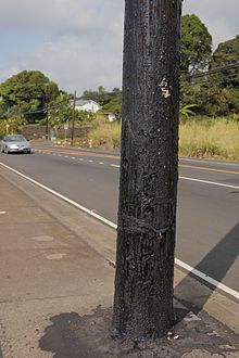 Carbolineum treated Pole.jpg