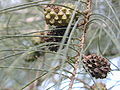 C. equisetifolia fruits