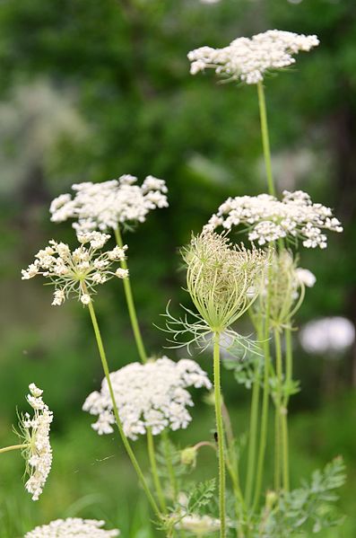 Archivo:Daucus carota (7661139396).jpg