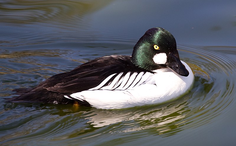 File:Goldeneye (8678659792).jpg