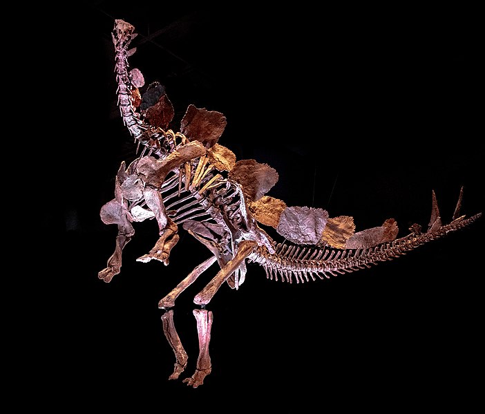 File:HMNS Stegosaurus.jpg