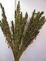 Image 41Dried hemp stalks displayed at the International Hemp Fair in Vienna (from Hemp)