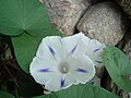 Ipomoea Purpurea "Milky Way"