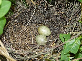 Nest with eggs