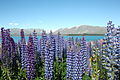 Lupins at Lake Tekapo, New Zealand