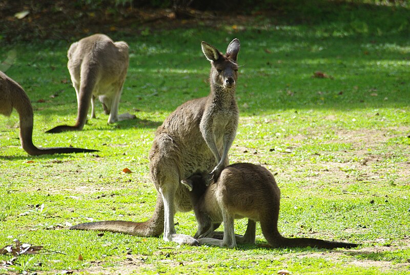 File:Macropus Fuliginosus feeding.JPG