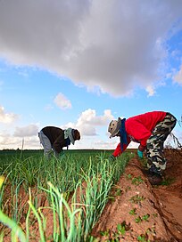 Two farmworkers, one dressed in blue covers and the other in red with a face covering, bending down. They are presumed to be cleaning and picking up onions on a grassy field. Location is unknown.