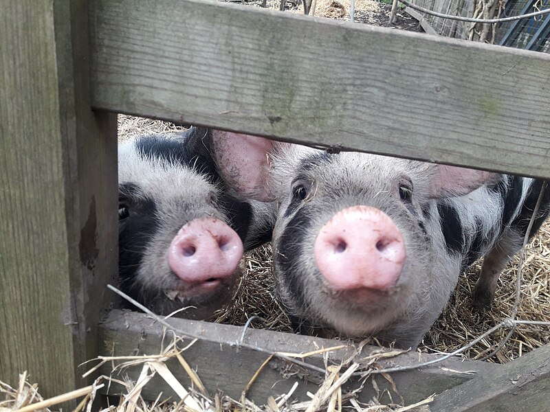 File:Pigs, Perivale.jpg