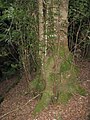 Eucryphia moorei, Monga National Park