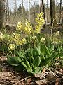 Primula elatior (True oxlip)