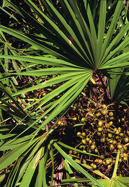 File:Serenoa repens USDA1.jpg