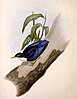 Drawing of the blue nuthatch (subspecies Sitta azurea nigriventer) by David William Mitchell and Joseph Wolf, from George Robert Gray's Genera of Birds (c. 1844-49).