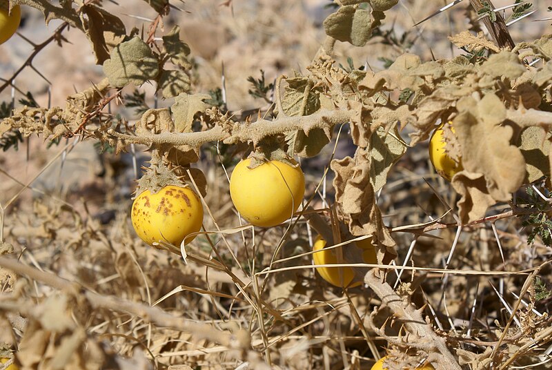 Archivo:Solanum incanum 002.JPG