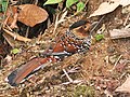 Spotted Laughingthrush