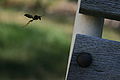 European Paper Wasp, Polistes dominula