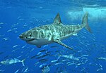 Gran tiburón blanco en las costas de la Isla Guadalupe, México