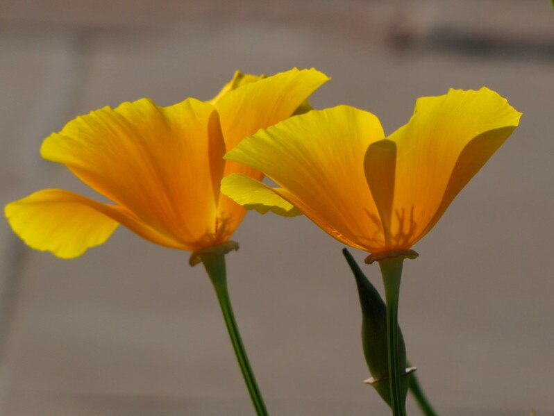 File:Yellow Poppy.jpg