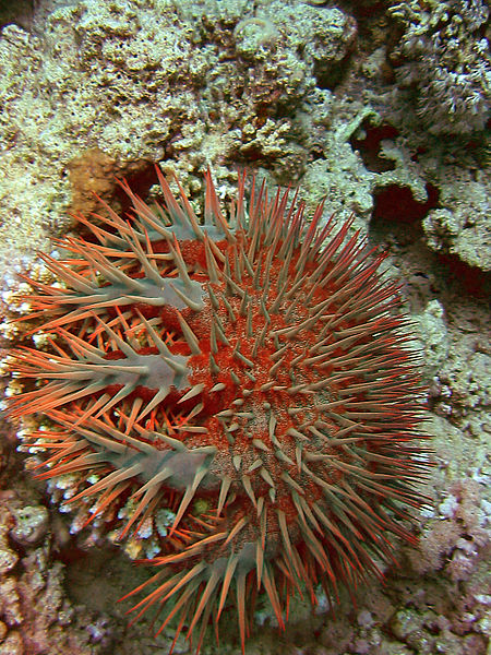 Файл:Acanthaster egypt.JPG