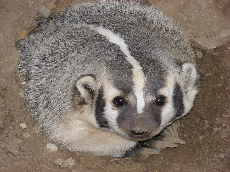 File:AmericanBadger.JPG