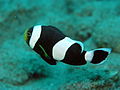 Saddleback clownfish (Amphiprion polymnus) off Sulawesi, Indonesia.