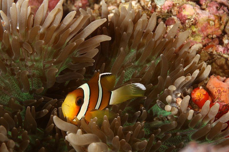 File:Amphiprion tricinctus 11-2022.JPG