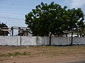 A tree in Gambia