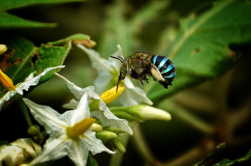 File:Blue banded bee.jpg