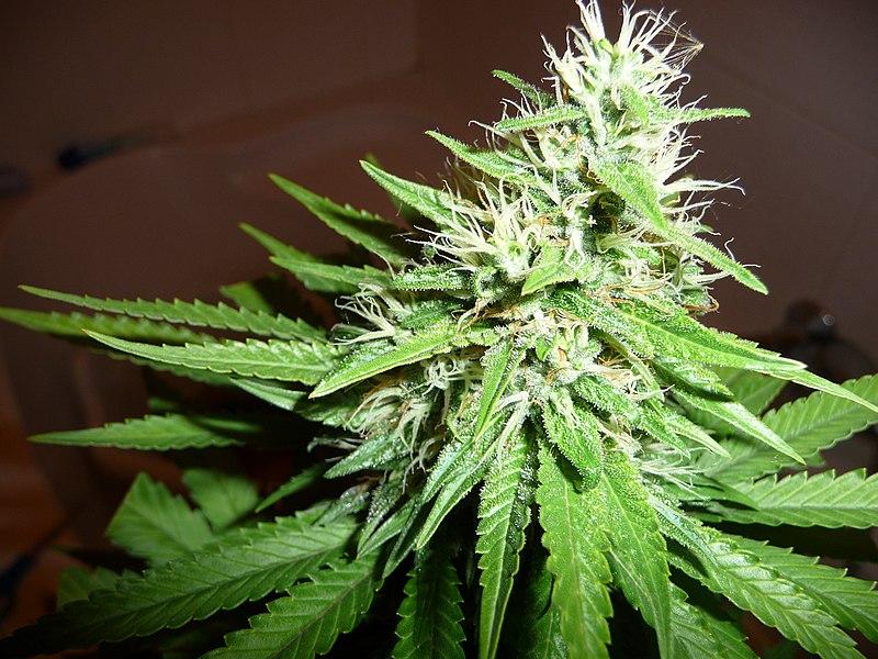 File:Cannabis sativa (9).jpg