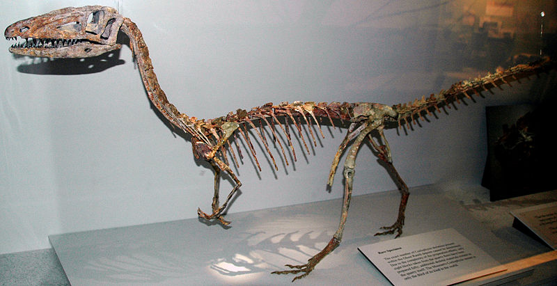 File:Coelophysis bauri mount.jpg