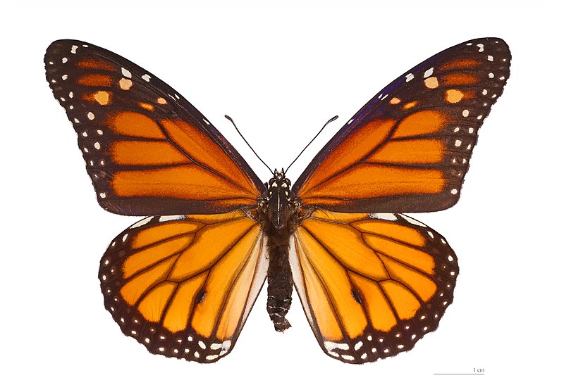 Файл:Danaus plexippus MHNT dos.jpg