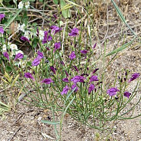 Додарция восточная (Dodartia orientalis), Узбекистан