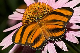 Butterfly Exhibit.