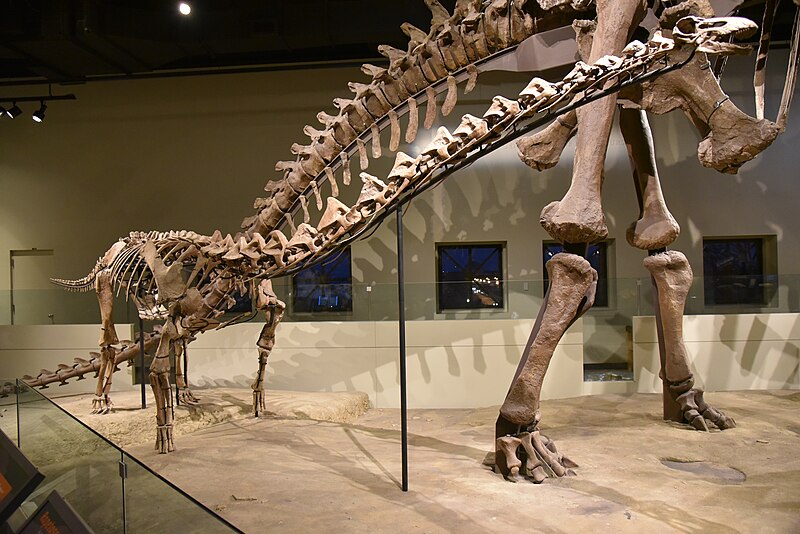 File:FMNH Rapetosaurus.jpg