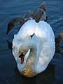 Swan and cygnet