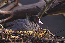 Лысуха Fulica atra