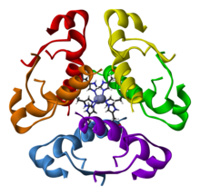 Human-insulin-hexamer-3D-ribbons.png