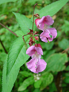 Impatiens Glandulifera.jpg