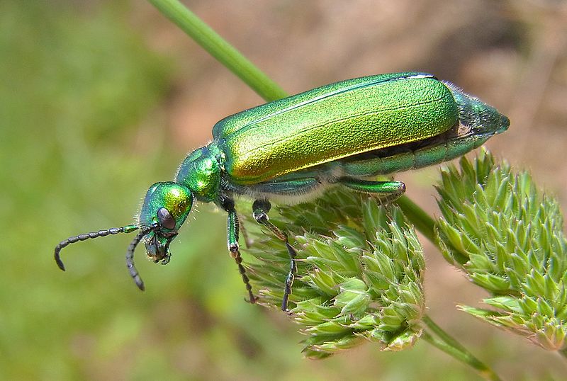 File:Lytta vesicatoria natur.jpg