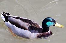 Mallardcloseup.jpg