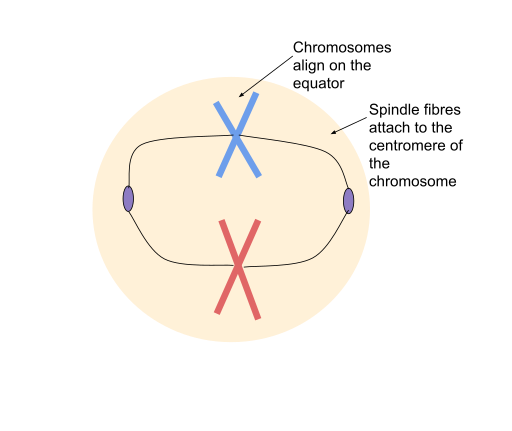 File:Metaphase during Mitosis.svg