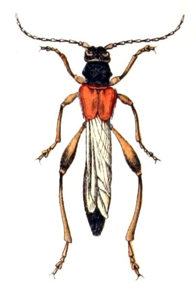 File:Necydalis.major.-.calwer.38.04.jpg