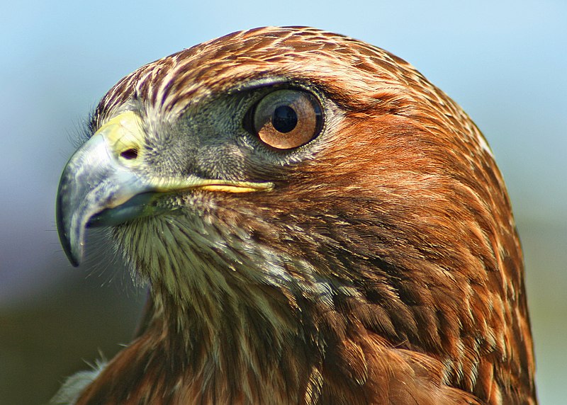 Archivo:Northern-Red-Tailed-Hawk.jpg