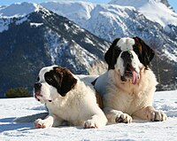 Longhaired St. Bernards