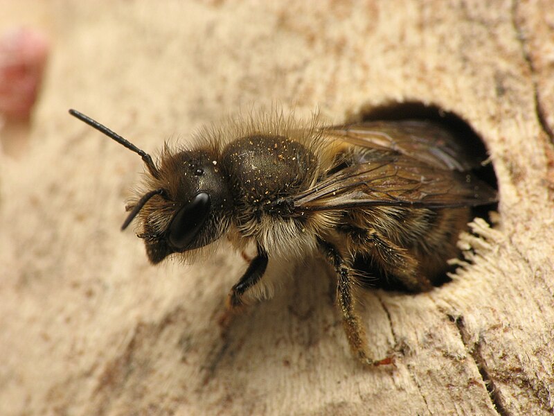 File:Osmia cornifrons.5.1.08.w.jpg