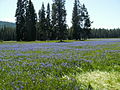 Camas blooming at Packer Meadows, near Lolo Pass, Idaho.