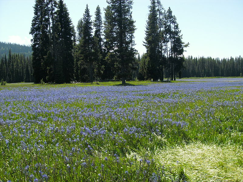 File:PackerMeadowscamas.JPG