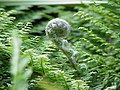 多鱗耳蕨 Polystichum setiferum